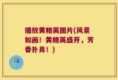 播放黄精英图片(风景如画！黄精英盛开，芳香扑鼻！)
