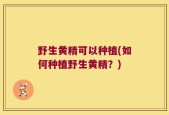 野生黄精可以种植(如何种植野生黄精？)