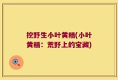 挖野生小叶黄精(小叶黄精：荒野上的宝藏)