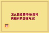 怎么栽植黄精树(栽种黄精树的正确方法)