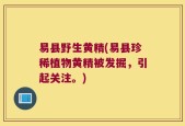 易县野生黄精(易县珍稀植物黄精被发掘，引起关注。)