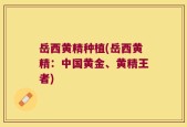 岳西黄精种植(岳西黄精：中国黄金、黄精王者)