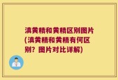 滇黄精和黄精区别图片(滇黄精和黄精有何区别？图片对比详解)