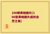 100棵黄精图片(100张黄精图片盛放自然之美)