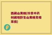 西藏山黄精(珍贵中药材藏地野生山黄精竞相采摘)