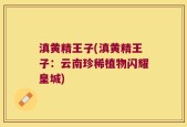 滇黄精王子(滇黄精王子：云南珍稀植物闪耀皇城)