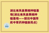 湖北来凤县黄精种植基地(湖北来凤县黄精种植基地——探访中国传统中草药种植新亮点)
