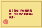 西蔵黄精(探秘西藏黄精：神奇草药的功效与应用)