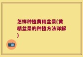 怎样种植黄精盆景(黄精盆景的种植方法详解)
