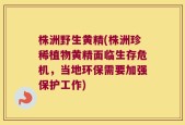 株洲野生黄精(株洲珍稀植物黄精面临生存危机，当地环保需要加强保护工作)