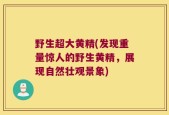 野生超大黄精(发现重量惊人的野生黄精，展现自然壮观景象)
