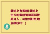 桑树上有黄精(桑树上生长的黄精匍匐蔓延优美可人，可恰到好处地点缀枝叶！)