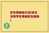 野生黄精哈尔滨(哈尔滨现罕见黄精野生植物)