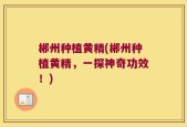 郴州种植黄精(郴州种植黄精，一探神奇功效！)