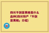 四川不倒苗黄精是什么品种(四川特产「不倒苗黄精」介绍)