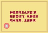 种植黄精怎么育苗(黄精育苗技巧：从种植到喷水灌溉，全面解读)