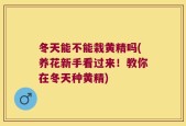 冬天能不能栽黄精吗(养花新手看过来！教你在冬天种黄精)