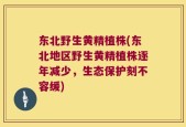 东北野生黄精植株(东北地区野生黄精植株逐年减少，生态保护刻不容缓)