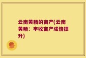 云南黄精的亩产(云南黄精：丰收亩产成倍提升)