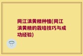 同江滇黄精种植(同江滇黄精的栽培技巧与成功经验)