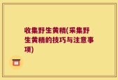 收集野生黄精(采集野生黄精的技巧与注意事项)