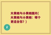 大黄精与小黄精图片(大黄精与小黄精：哪个更适合你？)
