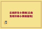 云南野生小黄精(云南发现珍稀小黄精植物)