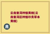 云南普洱种植黄精(云南普洱区种植珍贵草本黄精)