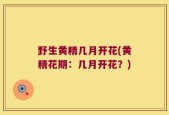 野生黄精几月开花(黄精花期：几月开花？)