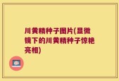 川黄精种子图片(显微镜下的川黄精种子惊艳亮相)