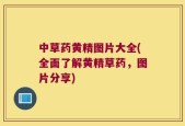 中草药黄精图片大全(全面了解黄精草药，图片分享)