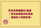 野生田黄精图片(美图丨野生田黄精生机勃勃，俏丽动人惊艳登场)