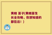 黄精 苗子(黄精苗生长全攻略，你想知道的都在这！)