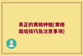 真正的黄精种植(黄精栽培技巧及注意事项)