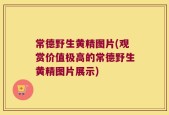 常德野生黄精图片(观赏价值极高的常德野生黄精图片展示)