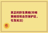 真正的野生黄精(珍稀黄精惊现自然保护区，引发关注)