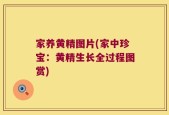 家养黄精图片(家中珍宝：黄精生长全过程图赏)