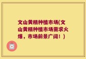 文山黄精种植市场(文山黄精种植市场需求火爆，市场前景广阔！)