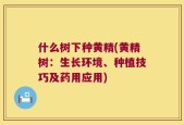 什么树下种黄精(黄精树：生长环境、种植技巧及药用应用)