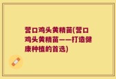 营口鸡头黄精苗(营口鸡头黄精苗——打造健康种植的首选)