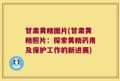 甘肃黄精图片(甘肃黄精照片：探索黄精药用及保护工作的新进展)