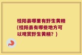 桂阳县哪里有野生黄精(桂阳县有哪些地方可以观赏野生黄精？)