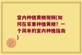 室内种植黄精视频(如何在家里种植黄精？一个简单的室内种植指南)