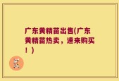 广东黄精苗出售(广东黄精苗热卖，速来购买！)