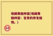 地藏黄精种苗(地藏黄精种苗：宝贵的养生植物。)