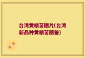 台湾黄精苗图片(台湾新品种黄精苗图鉴)