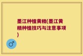 墨江种植黄精(墨江黄精种植技巧与注意事项)