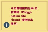 中药黄精植物标本(药材黄精（Polygonatum sibiricum）植物标本展示)