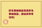 野生黄精根部发现野生黄精根部，探秘其神奇功效)
