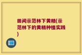 田间示范林下黄精(示范林下的黄精种植实践)